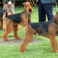 Airedale Terrier, picture 8 of 10