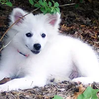 American Eskimo Dog, picture 6 of 10