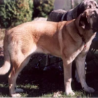 Spanish Mastiff, picture 6 of 7
