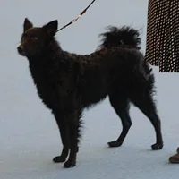 Croatian Sheepdog, picture 6 of 9
