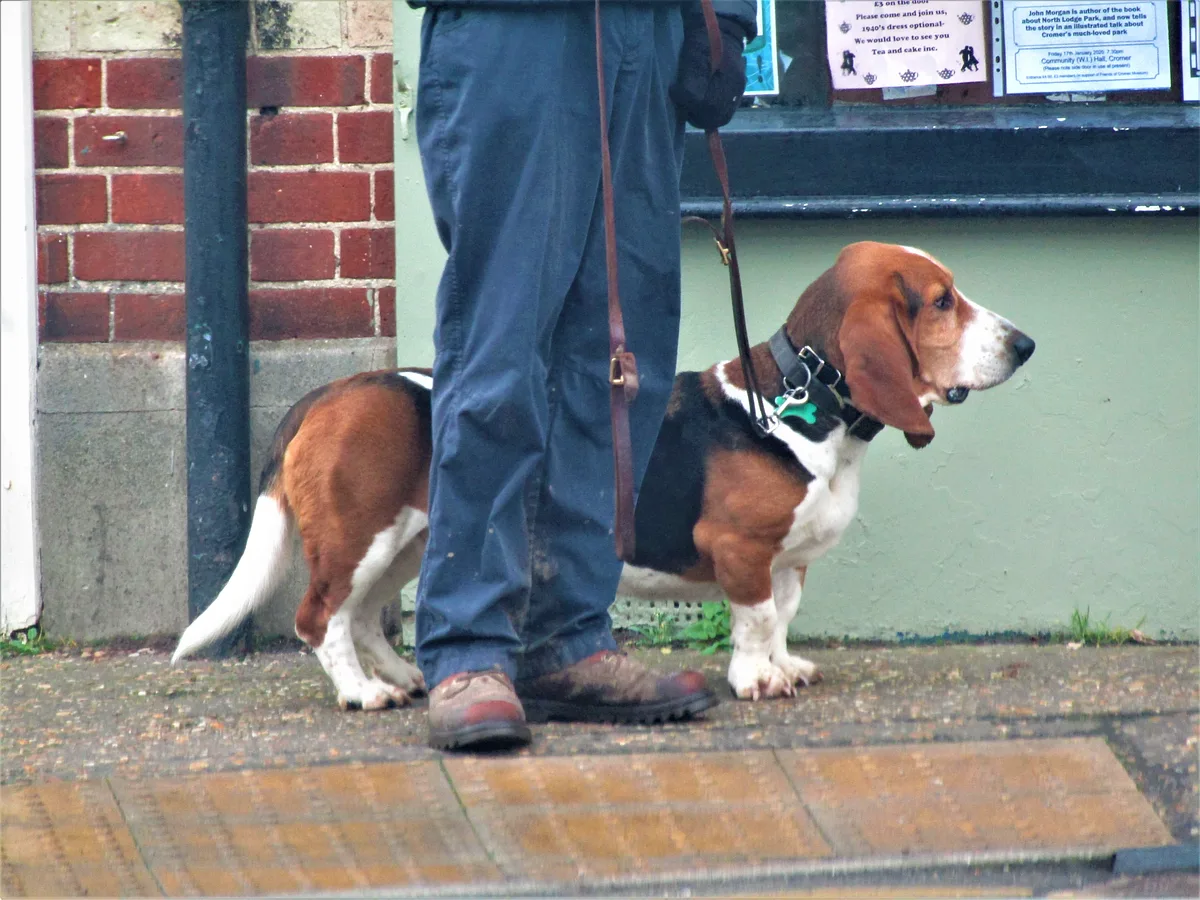Basset Hound