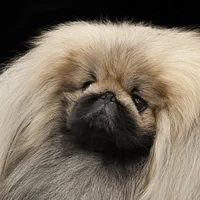 Pekingese, picture 2 of 7