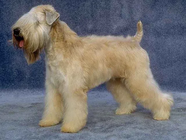A Soft Coated Wheaten Terrier