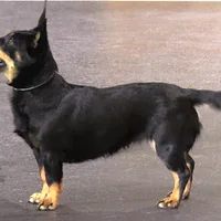 Lancashire Heeler, picture 5 of 8