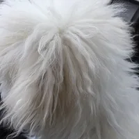 Bichon Frise