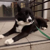 Karelian Bear Dog