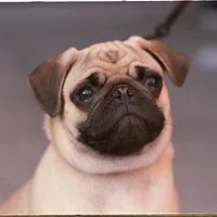 Pug, picture 4 of 8