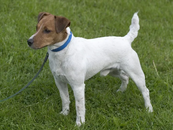A Parson Russell Terrier