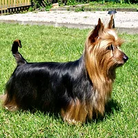 Australian Terrier