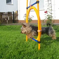 Silky Terrier, picture 6 of 8