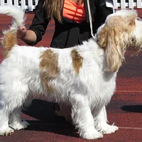 Grand Basset Griffon Vendéen, picture 4 of 8
