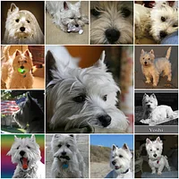 West Highland White Terrier