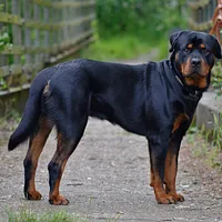 A Rottweiler dog