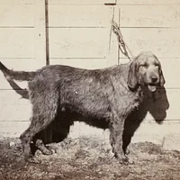 Basset Fauve de Bretagne, picture 5 of 10