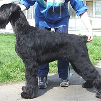 Miniature Schnauzer, picture 6 of 8