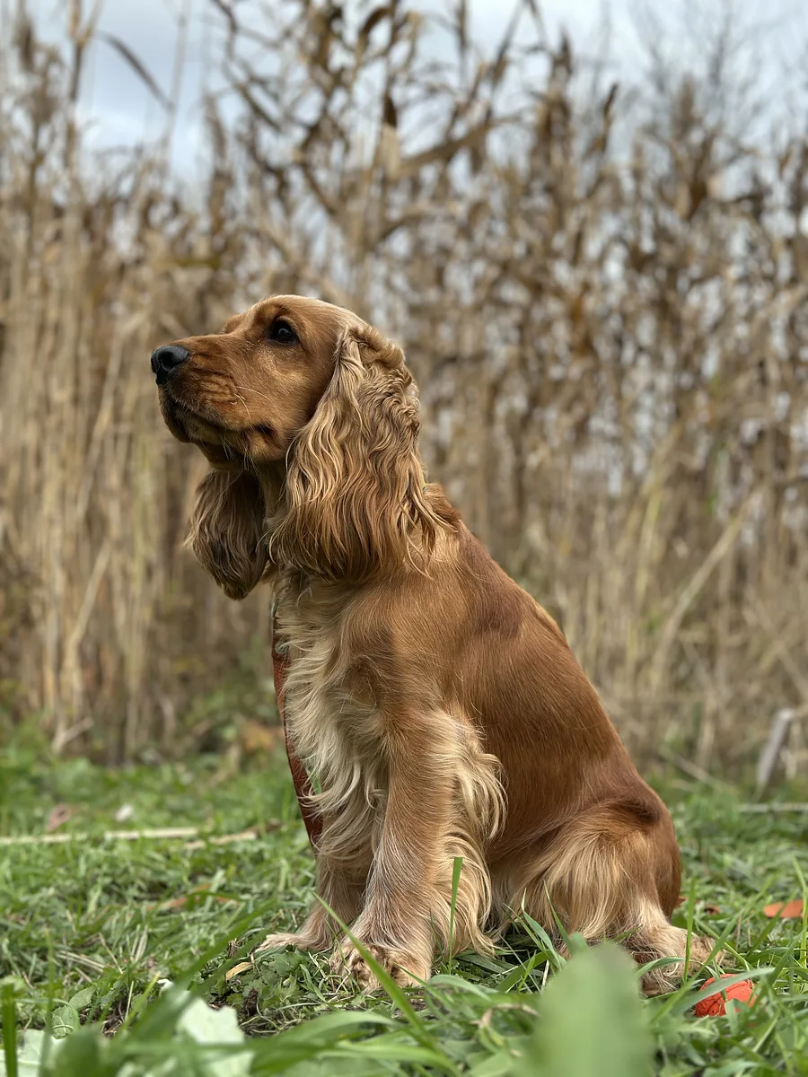English Cocker Spaniel dog, photographed by Ipukhlyk