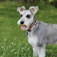 Miniature Schnauzer, picture 2 of 8
