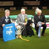 Flat-Coated Retriever