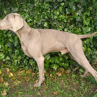 A Weimaraner dog