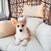 Pembroke Welsh Corgi, picture 4 of 7