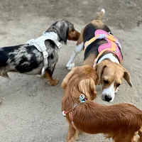 Dachshund