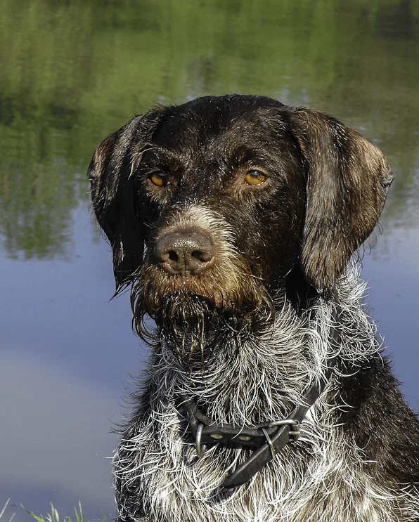 German Wirehaired Pointer dog, photographed by Farkas Attila