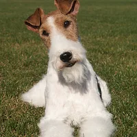 A Wire Fox Terrier dog