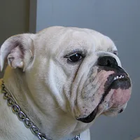 Bulldog, picture 3 of 7