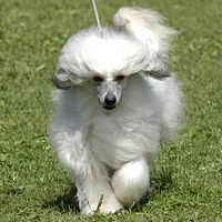 Chinese Crested, picture 5 of 10