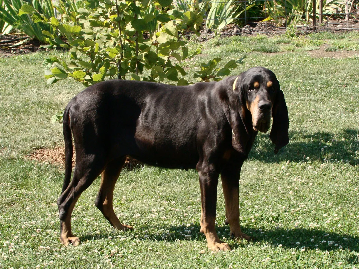 Black and Tan Coonhound dog, photographed by Krysta