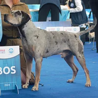 American Leopard Hound, picture 9 of 10