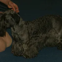 Cesky Terrier