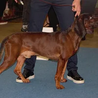 Bavarian Mountain Scent Hound, picture 9 of 9