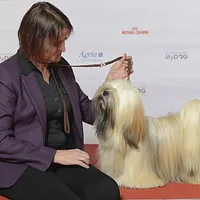 Lhasa Apso, picture 9 of 9