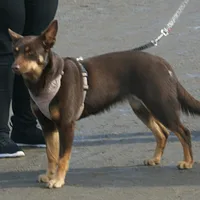 Working Kelpie, picture 5 of 5