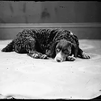 Curly-Coated Retriever