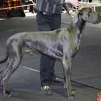 Great Dane, picture 5 of 7