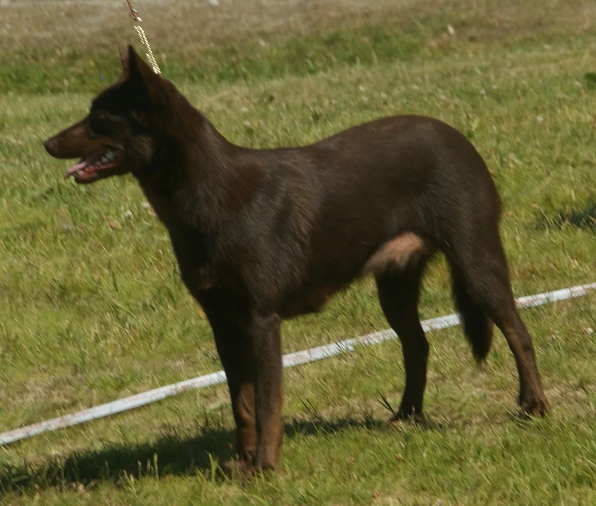 Working Kelpie dog, photographed by Canarian