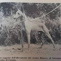 Cirneco dell'Etna