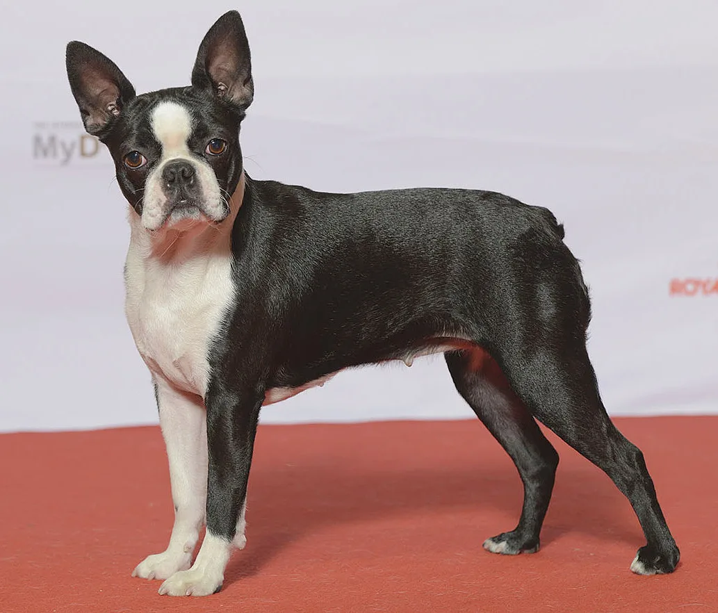 Boston Terrier dog, photographed by Svenska Mässan from Sweden