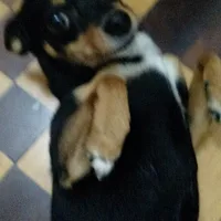 Doberman Pinscher