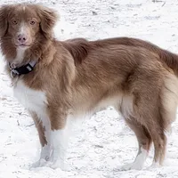 A Nova Scotia Duck Tolling Retriever dog