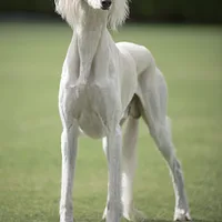Saluki