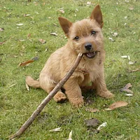 Norwich Terrier