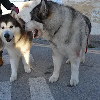 Alaskan Malamute, picture 9 of 9