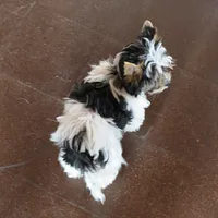 Biewer Terrier