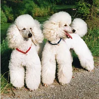 Poodle (Miniature), picture 3 of 9