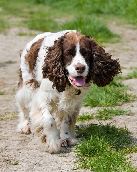 A English Springer Spaniel
