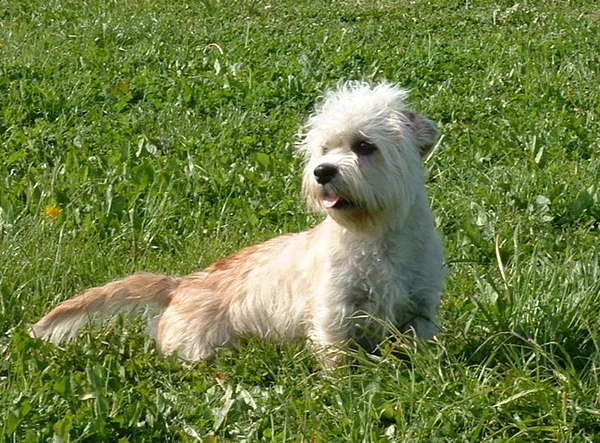 A Dandie Dinmont Terrier