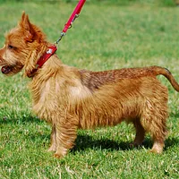 Australian Terrier, picture 3 of 10